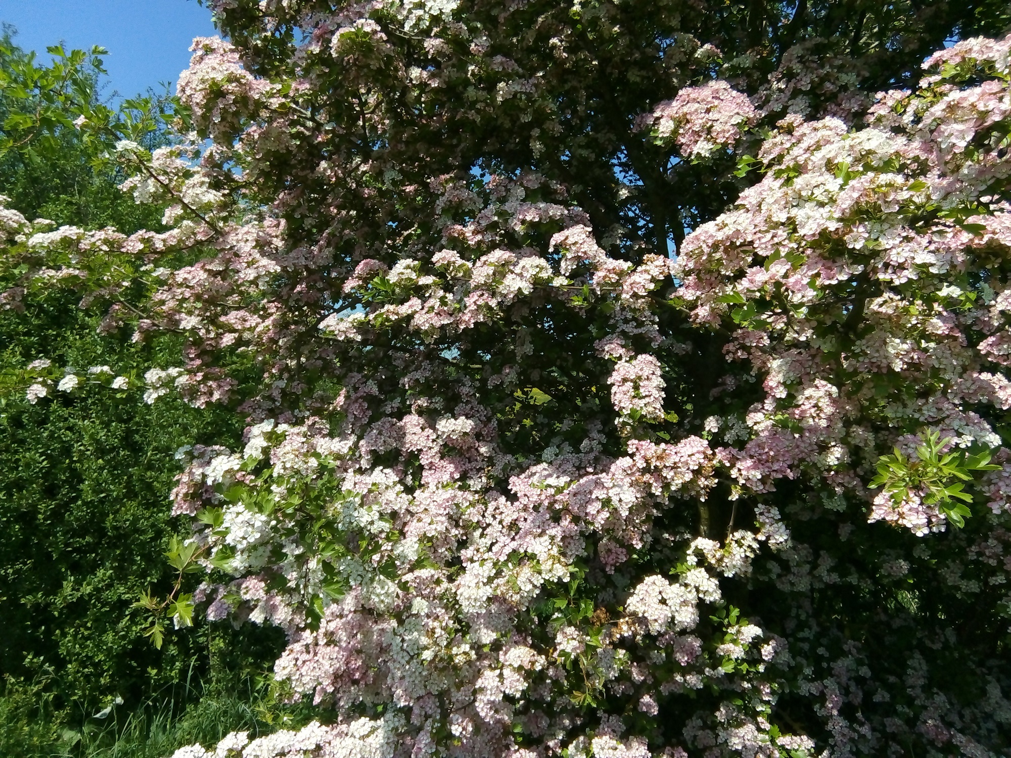 Light pink blossom on a May tree on a hot sunny day