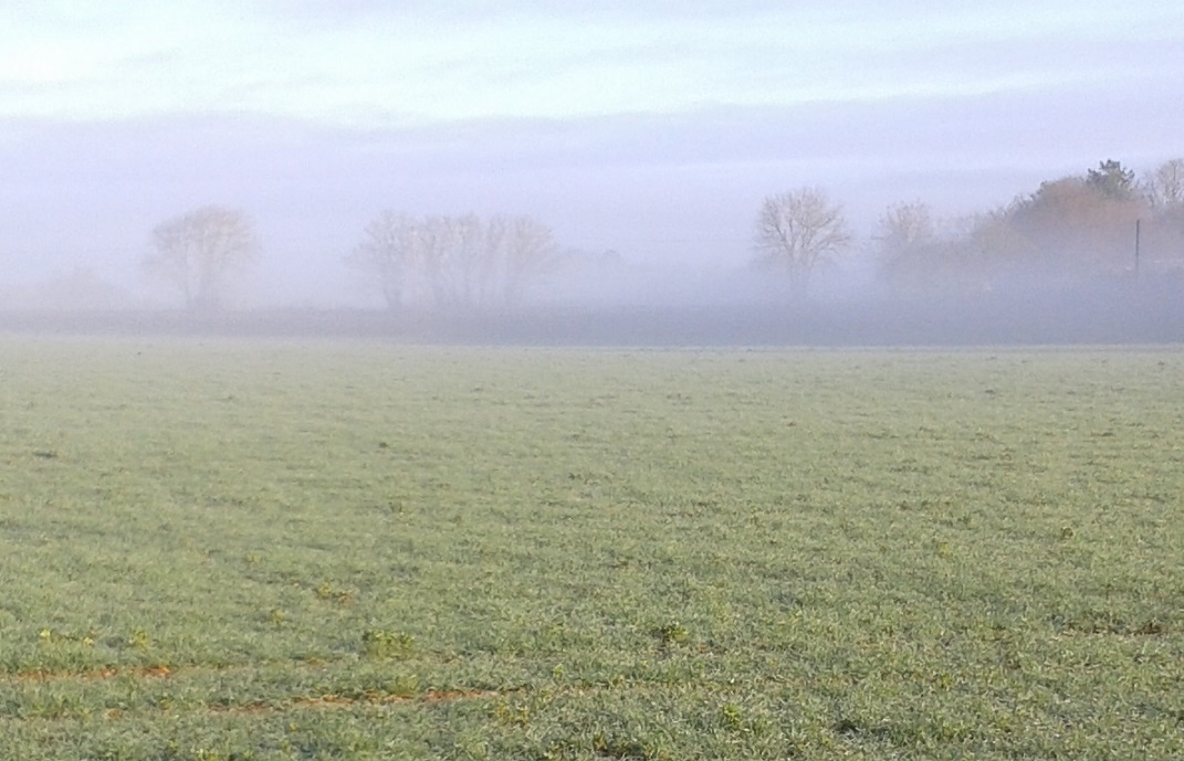 A misty morning looking across a field towards trees and hedges partially obscured by mist
