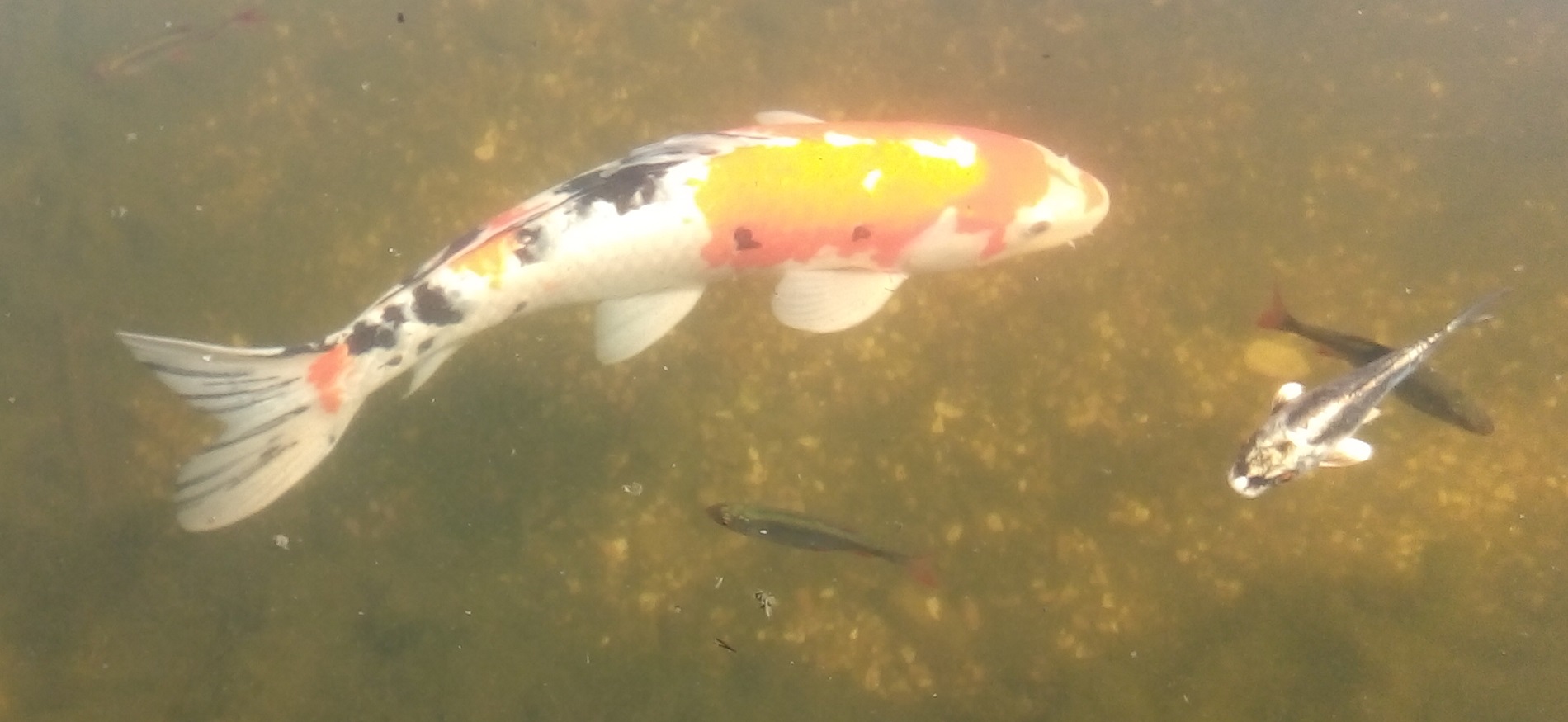 A white carp with black, red and yellow blotches swims in a pond with other fish