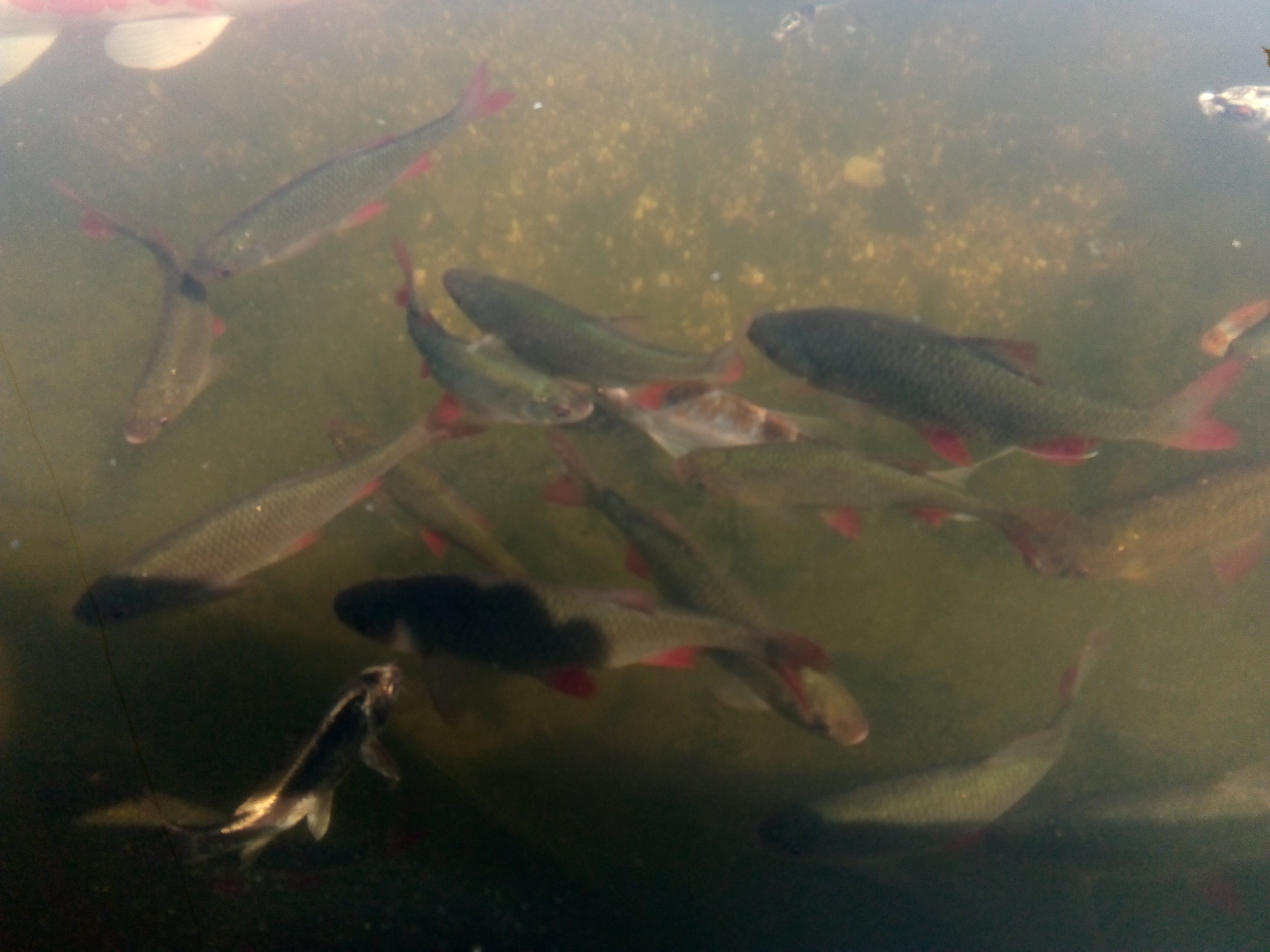 Numerous fish, mainly silver with red fins, swim in a freshwater pond in the sunshine