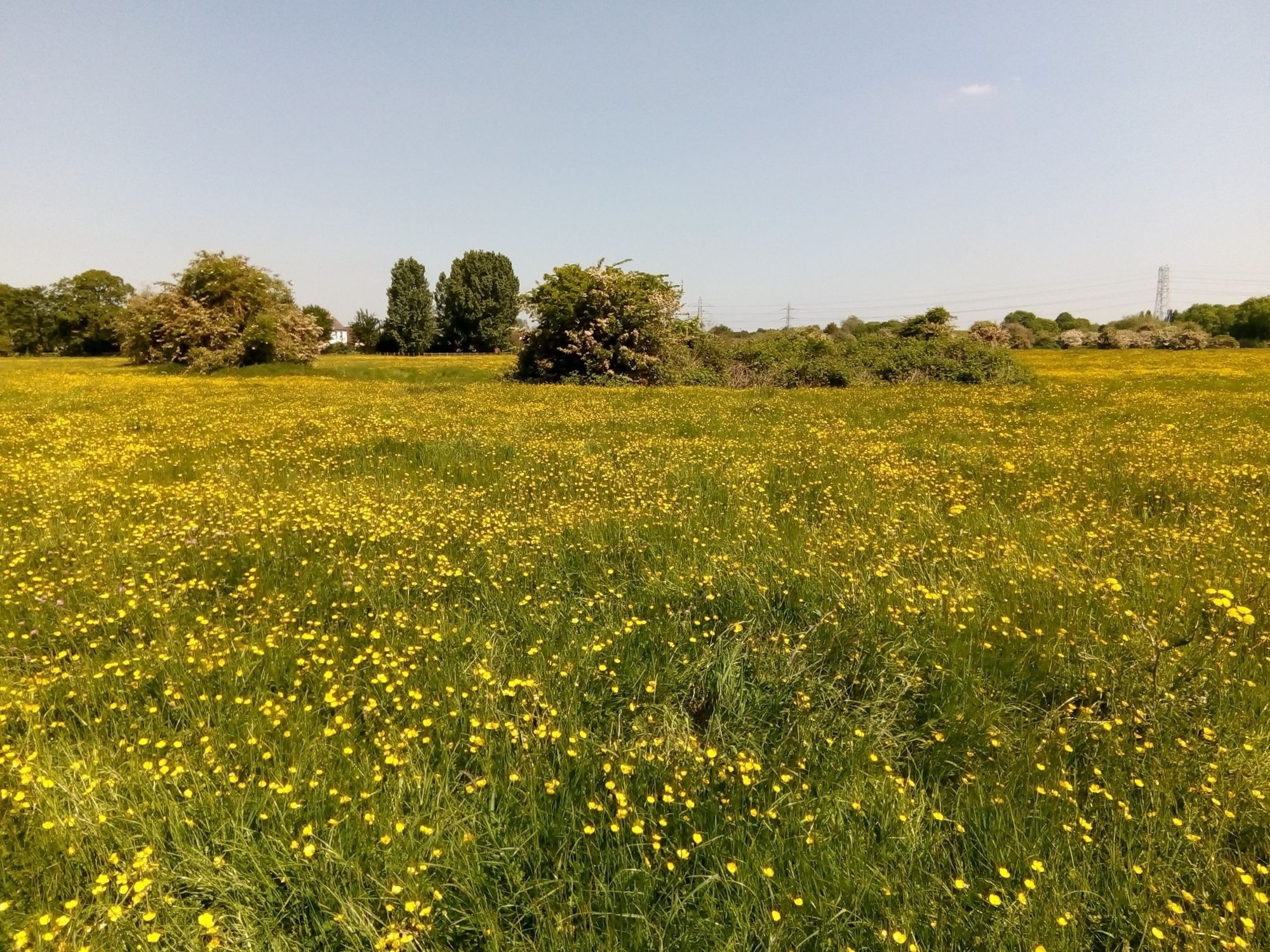 Looking over Dumsey Meadow near Chertsey on a sunny spring day. Bushes are in blossom and the meadow is filled with buttercups.