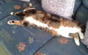 A tabby cat with a white belly stretches out to sleep on a settee