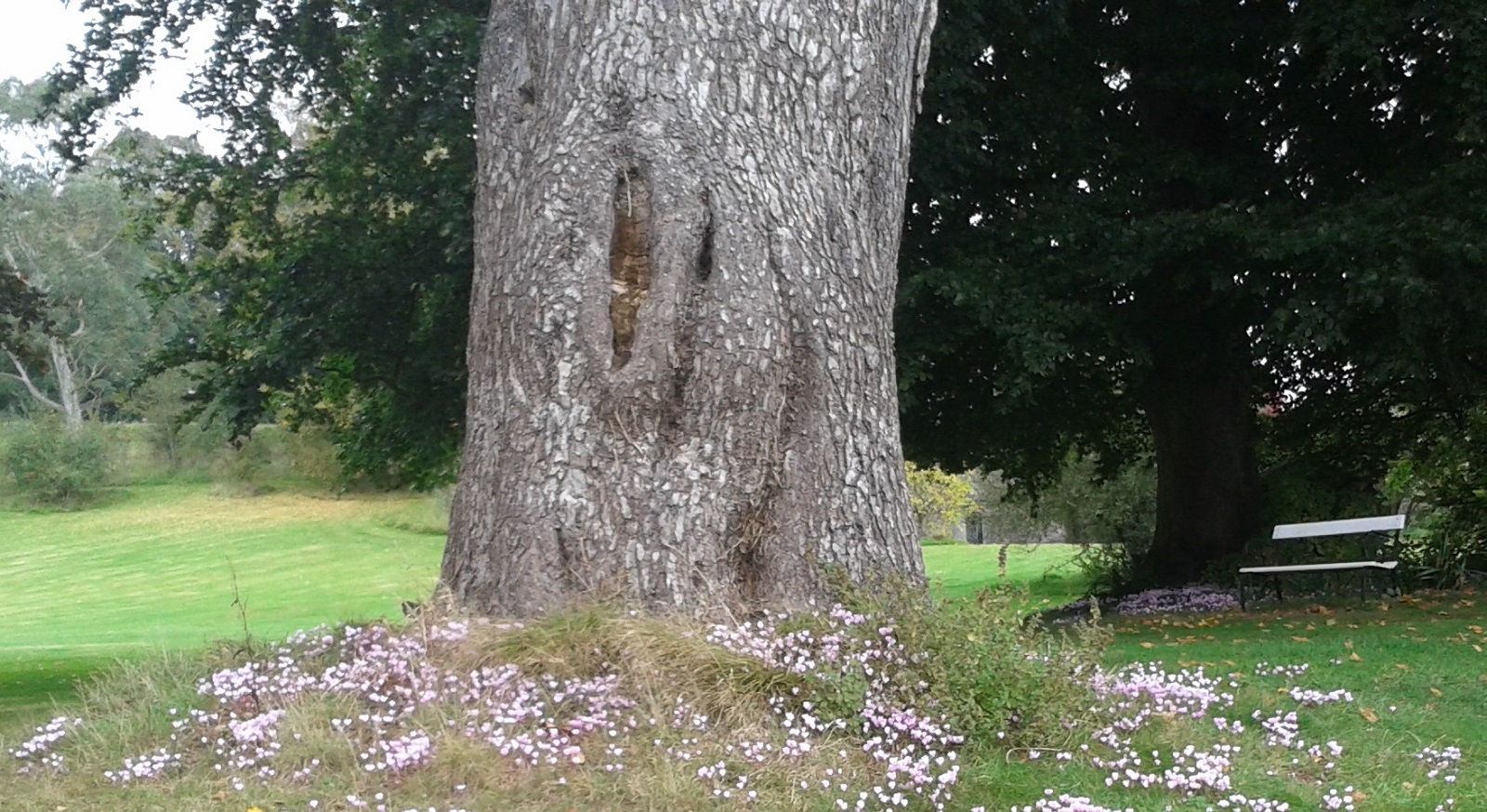 The thick trunk of a tree on a grassy knoll with daisies, in a rural setting.