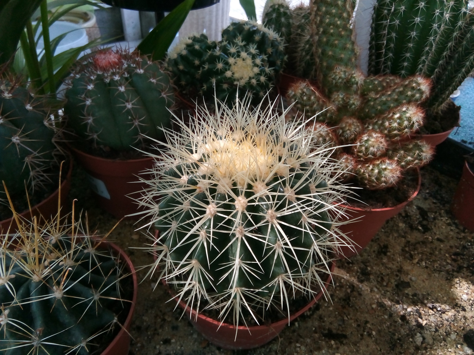 A selection of cacti in flower pots