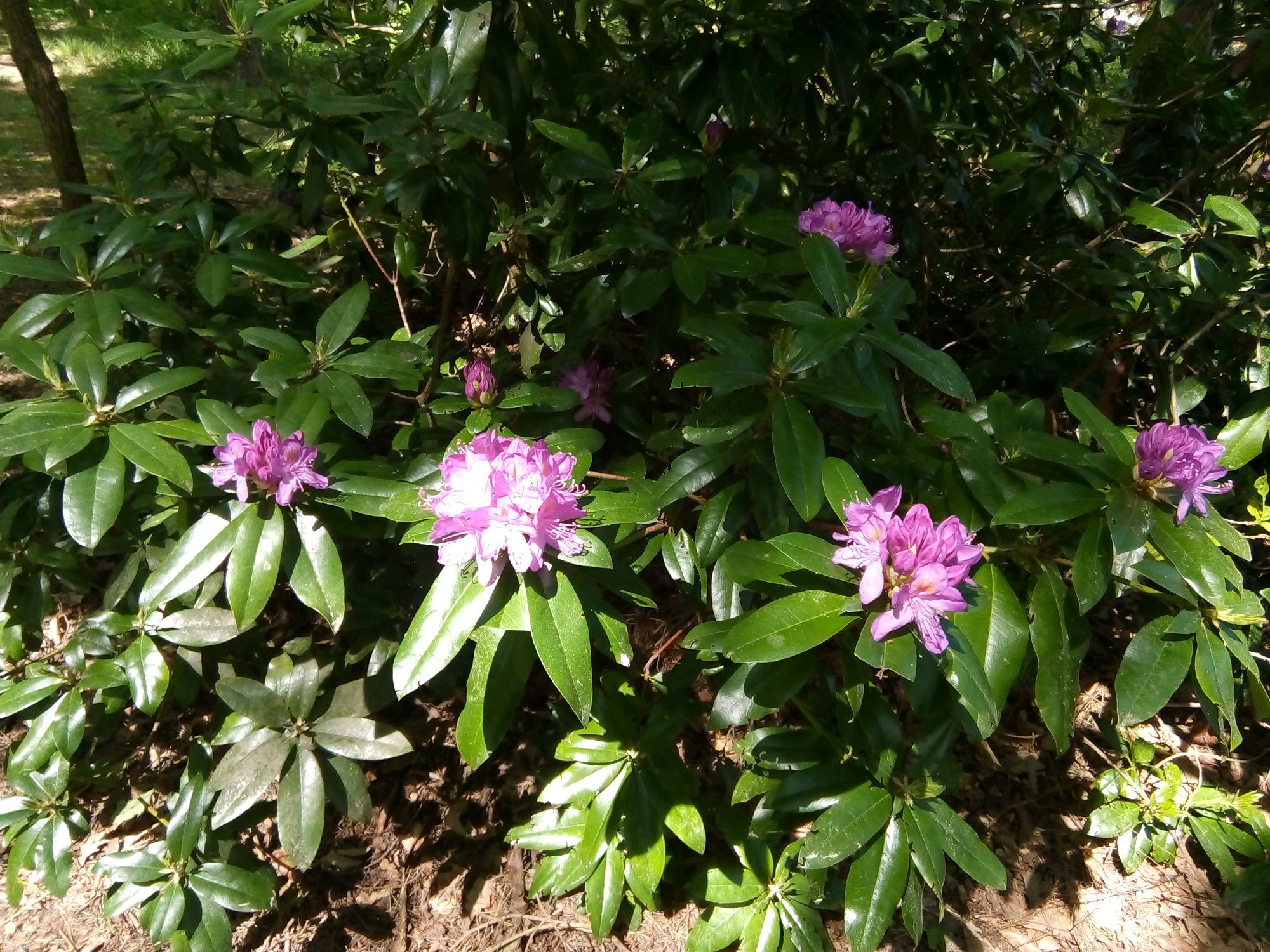 Pink rhododendrons summer sunny