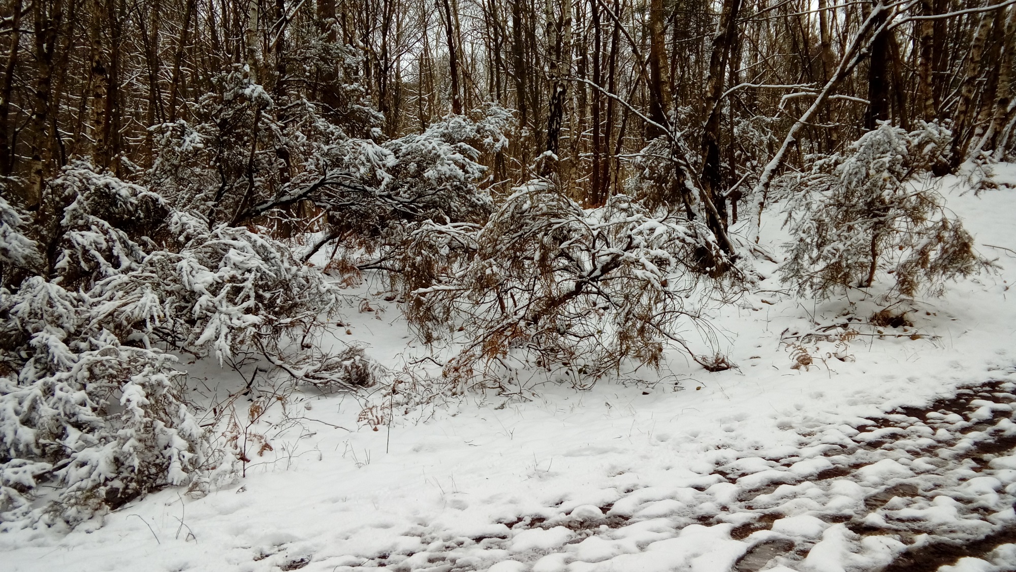 Snow laden shrubs and bushes in a woodland area surrounded by snow covered ground on a cold winter day.