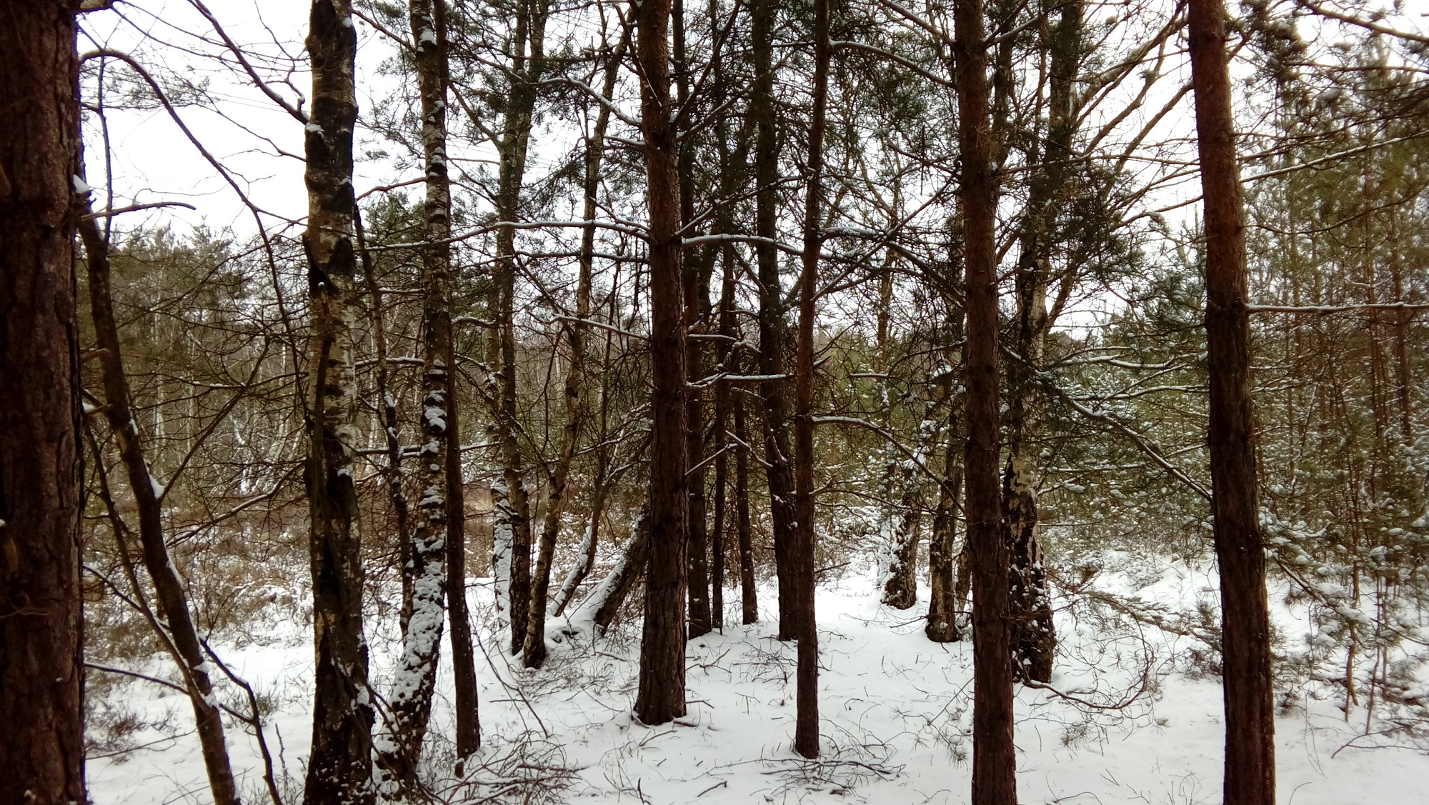 A coniferous woodland area following a winter snowfall