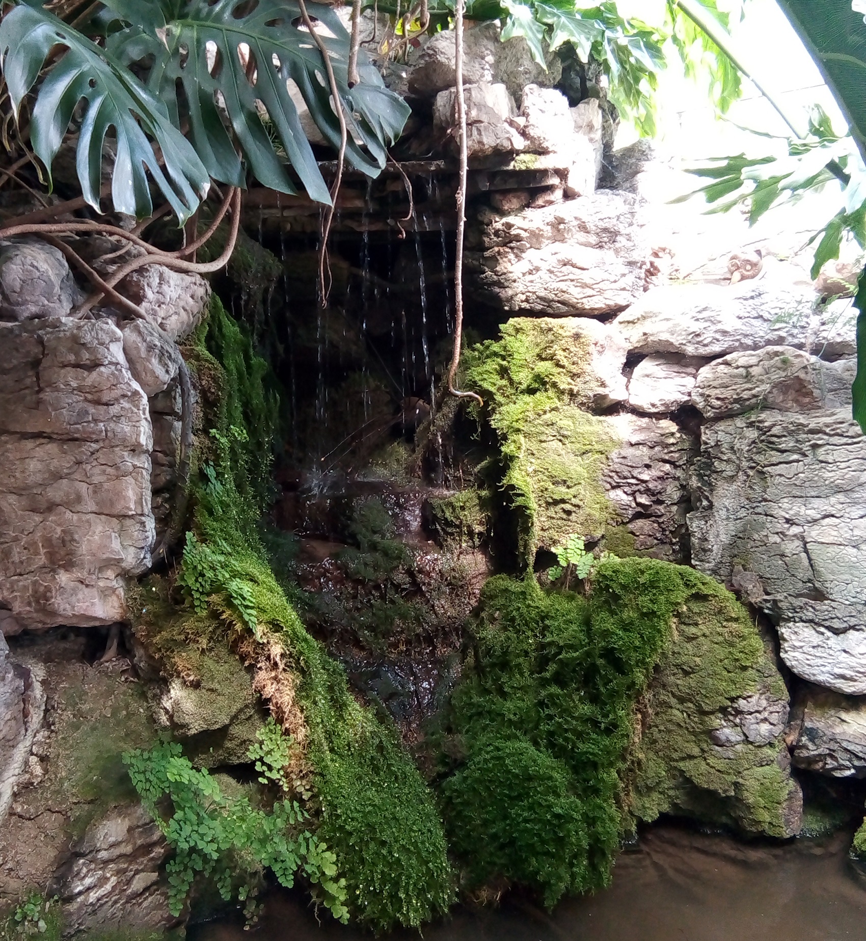 A small waterfall runs down a stone face covered with moss