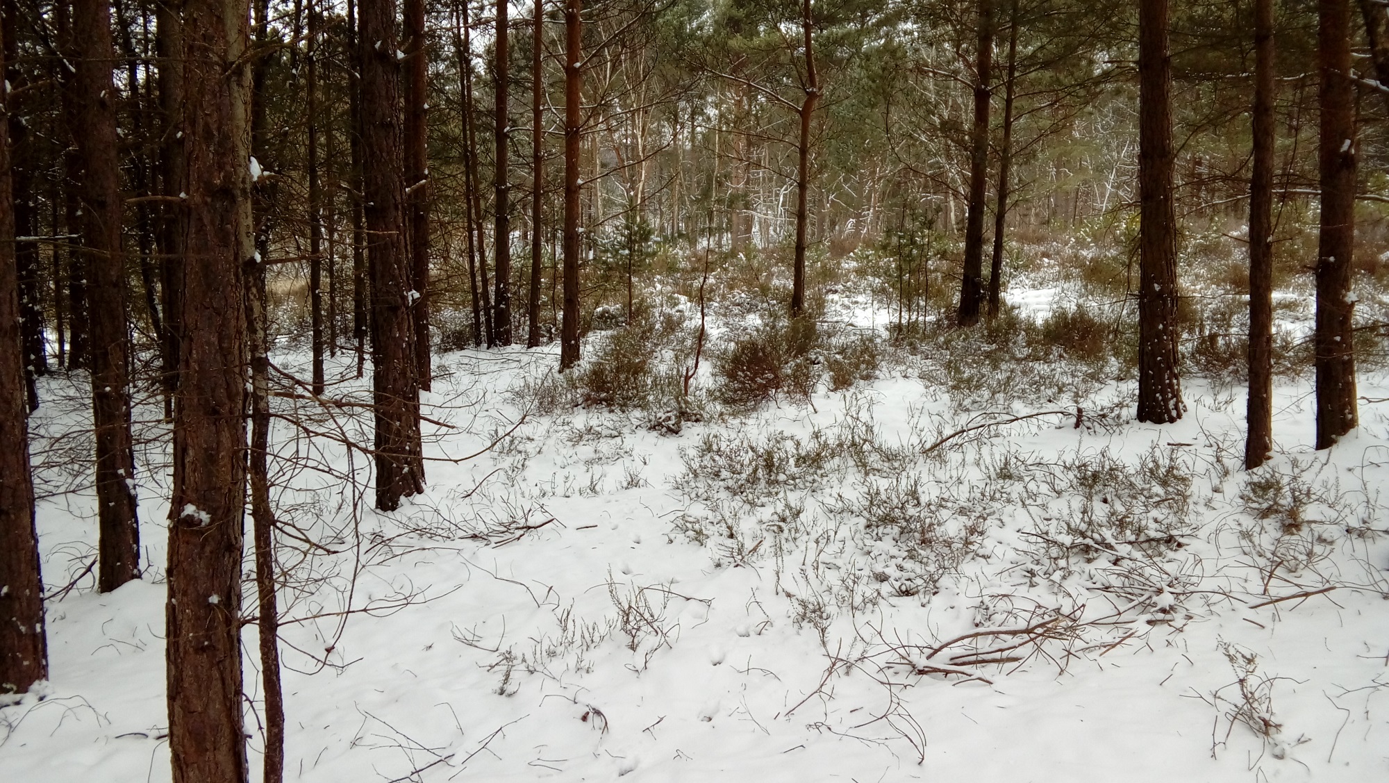 Coniferous trees stand amidst a snow covered winter ground on a cold day.