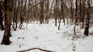 Young trees in a woodland area are doused in snow on a cold winter spell.