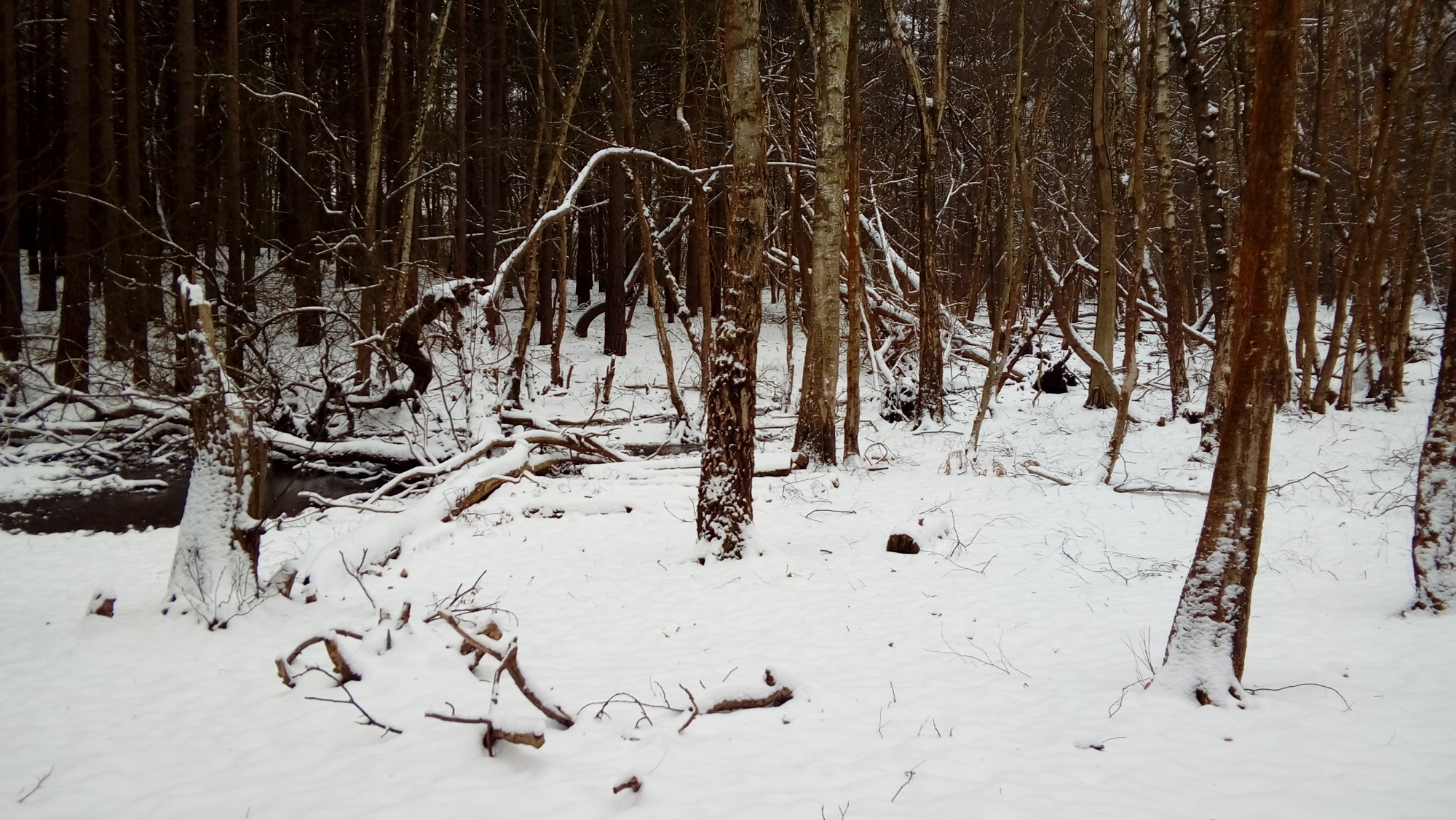 Snow lies thick on the ground in a woodland area, with snowdrifts on tree trunks, and snow resting on branches.