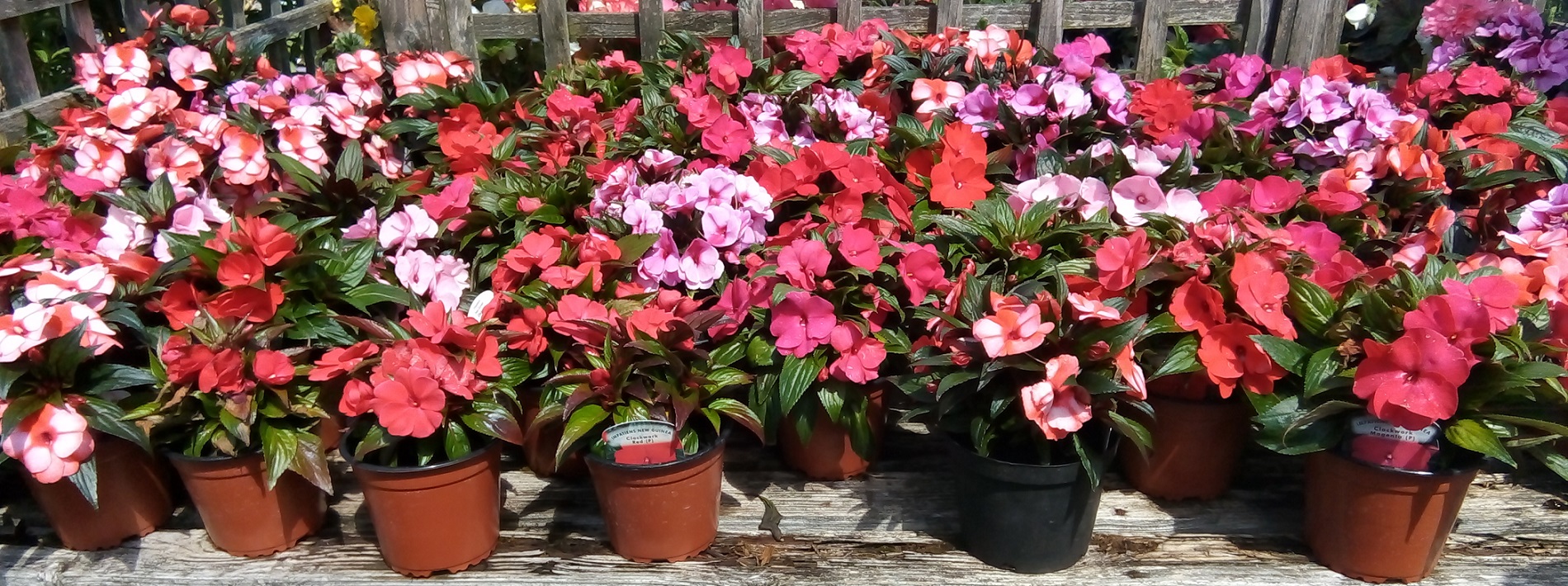 New Guinea Impatiens Red Pink