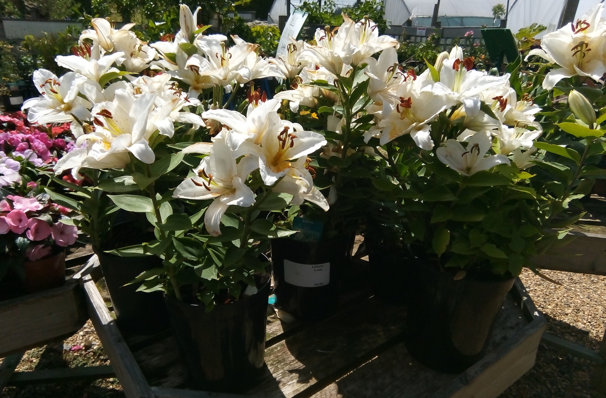 White lillium plants