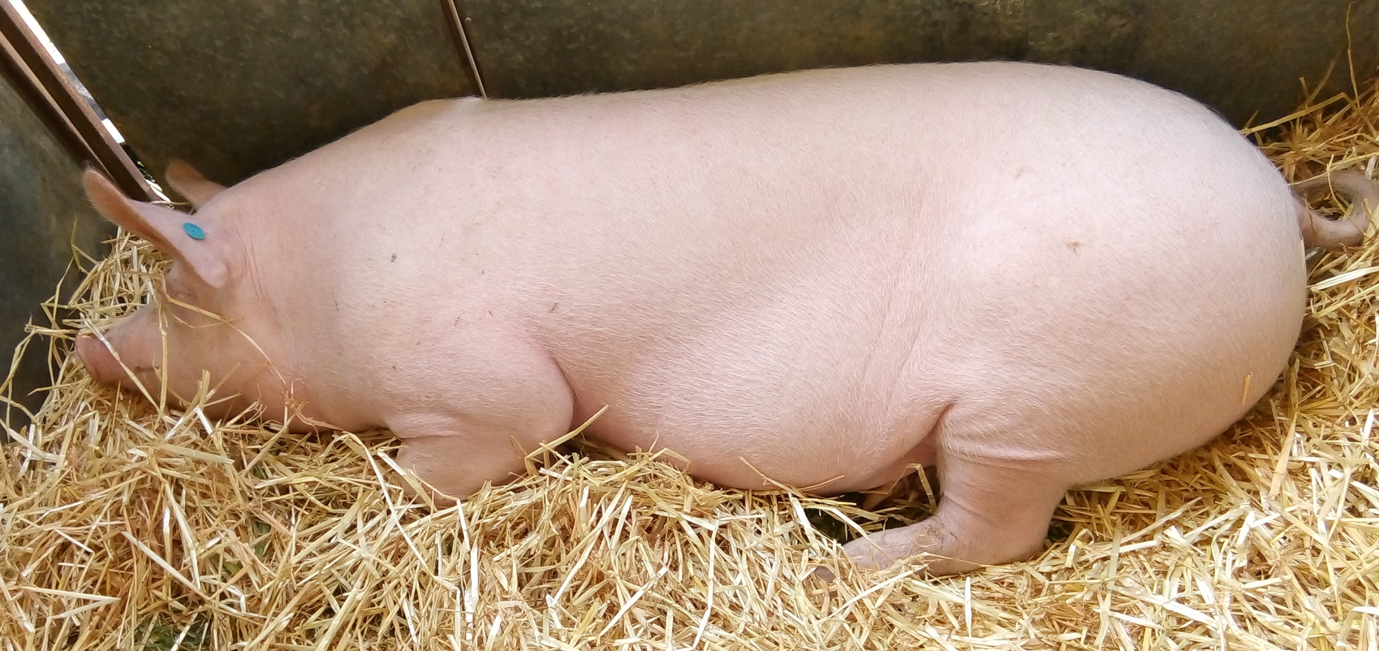 A pink pig lies in straw