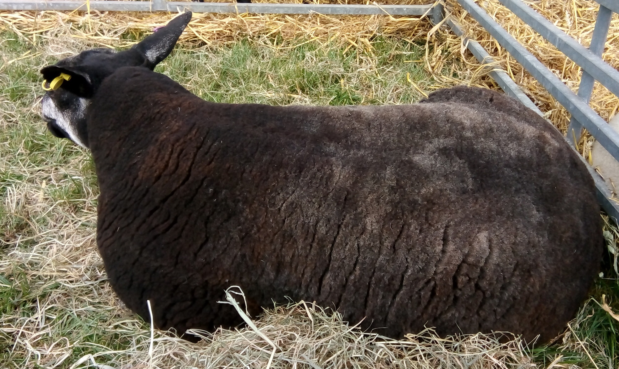 A black sheep lays in stall