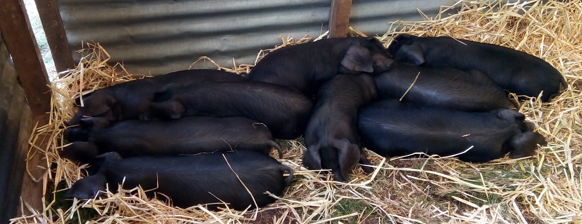 Nine black piglets in straw