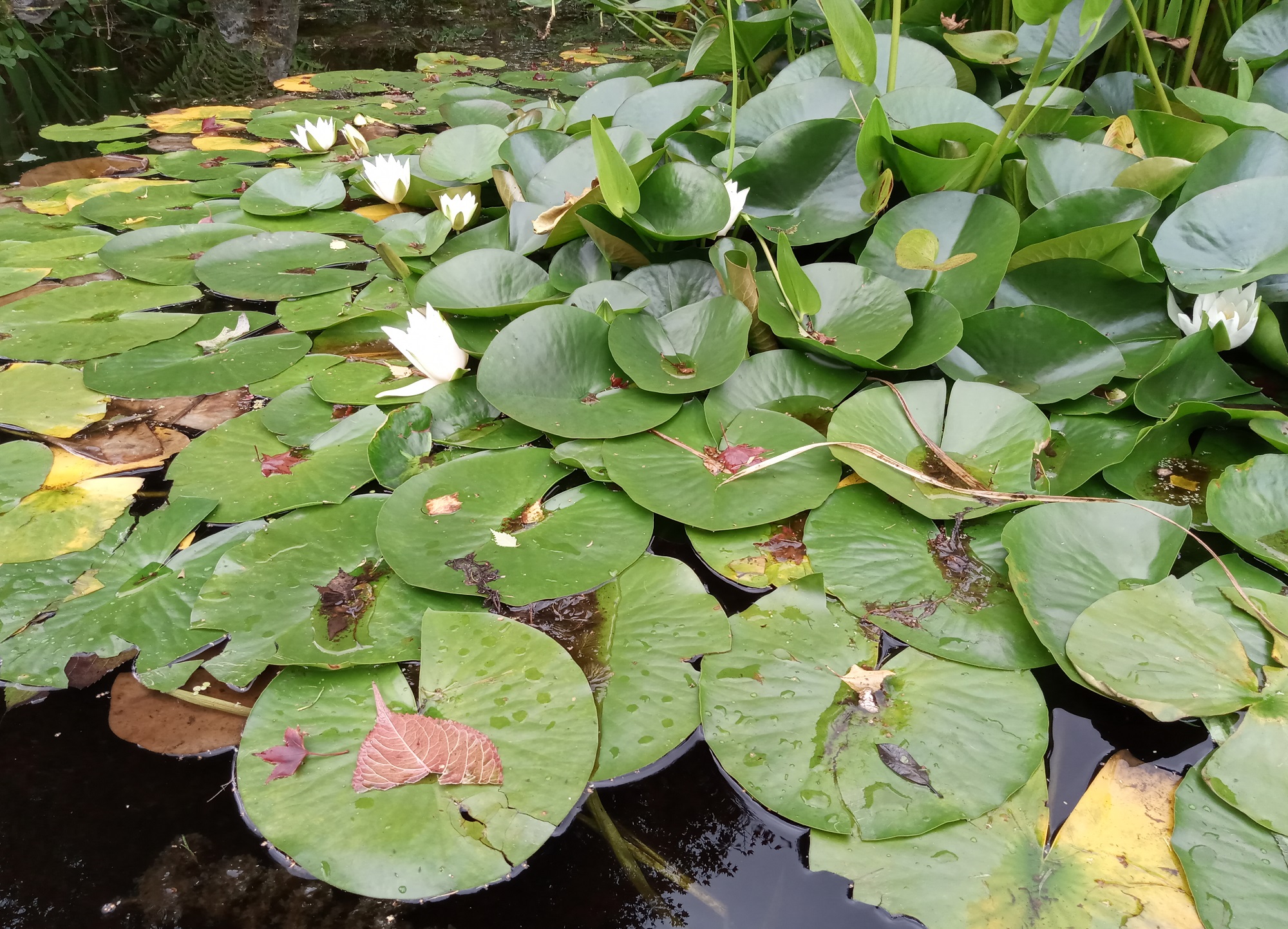 Lily pads in the summer