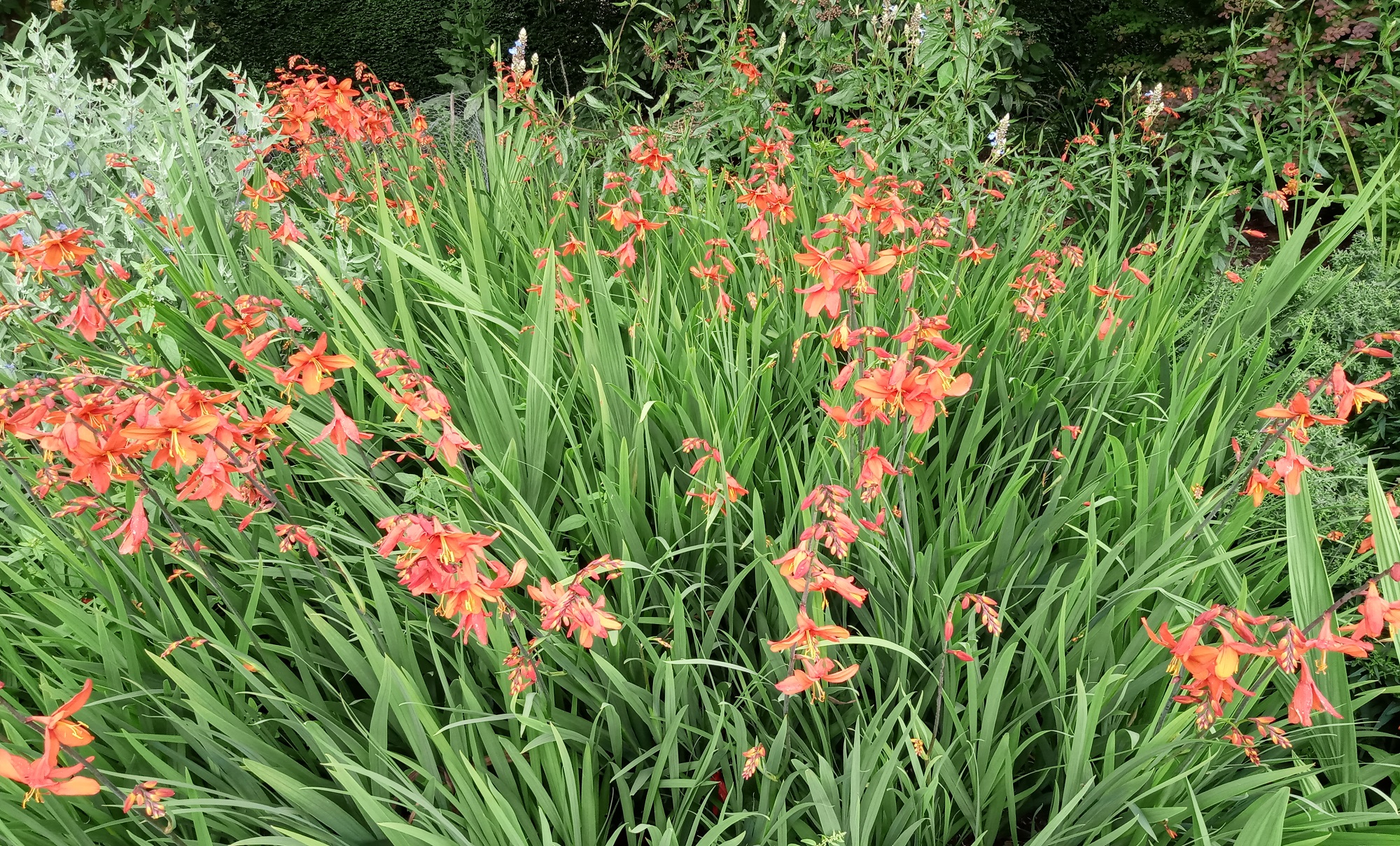 Orange lilies in flower