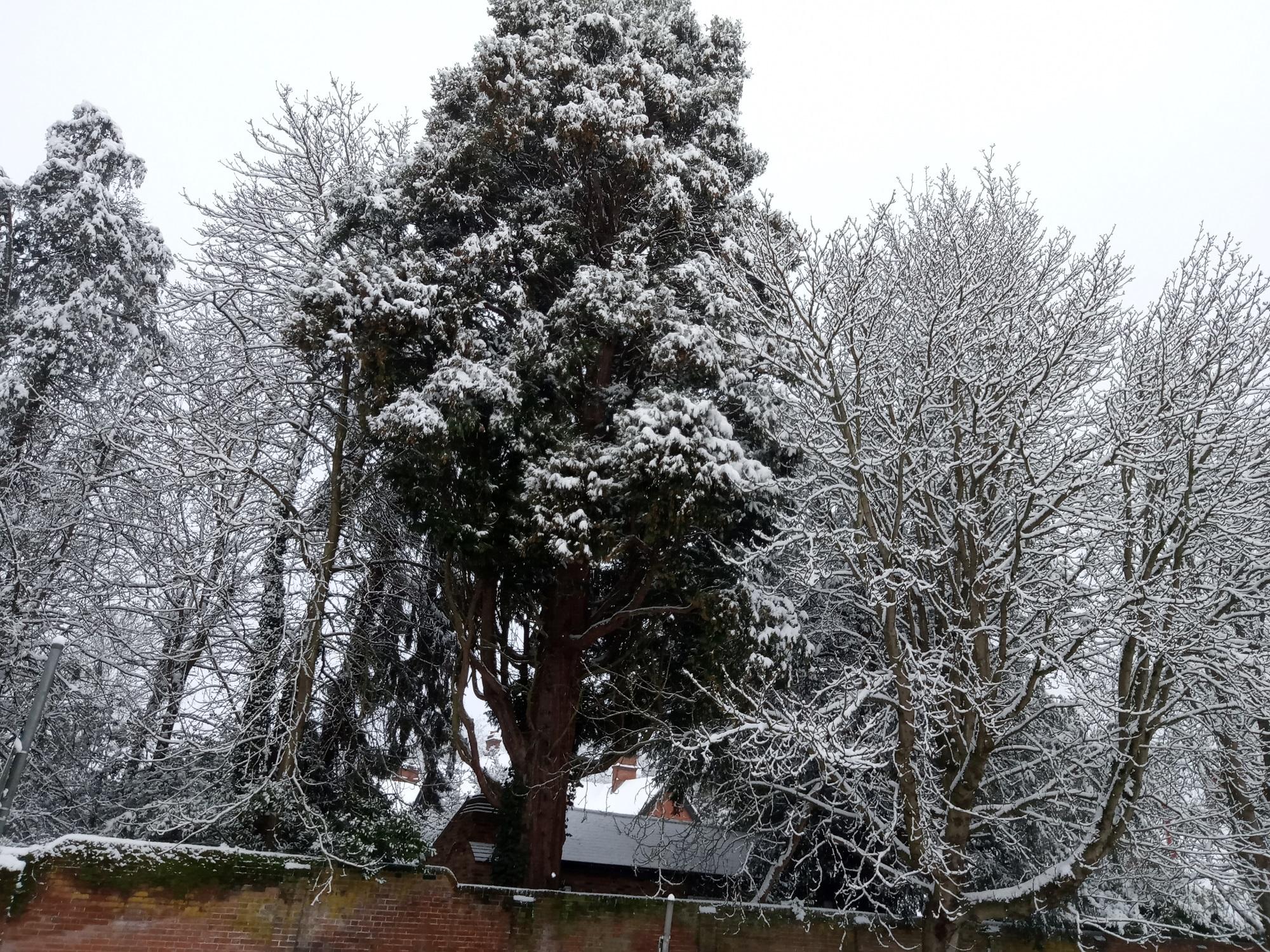 Trees in Chobham laden with fresh snow