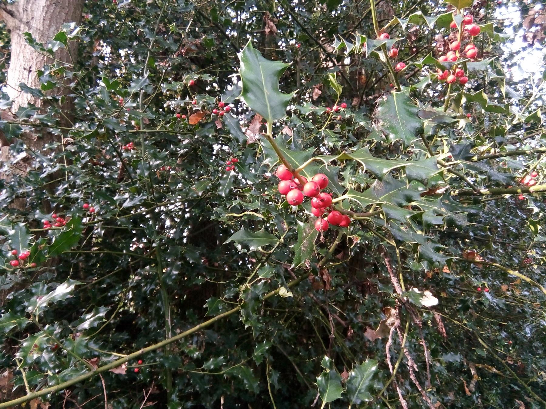 Holly bush with berries bright day