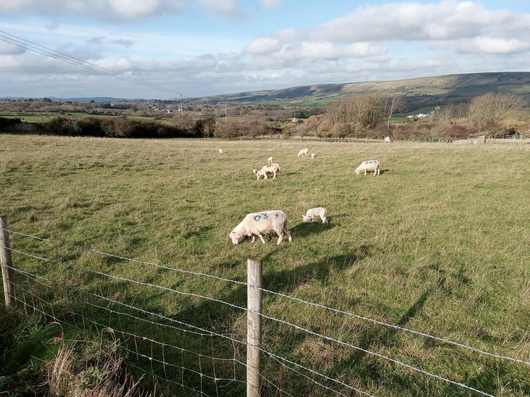 November Dorset lambs in sunny field