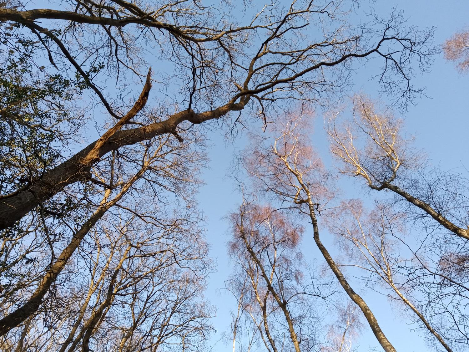 The sunlight in winter tree limbs