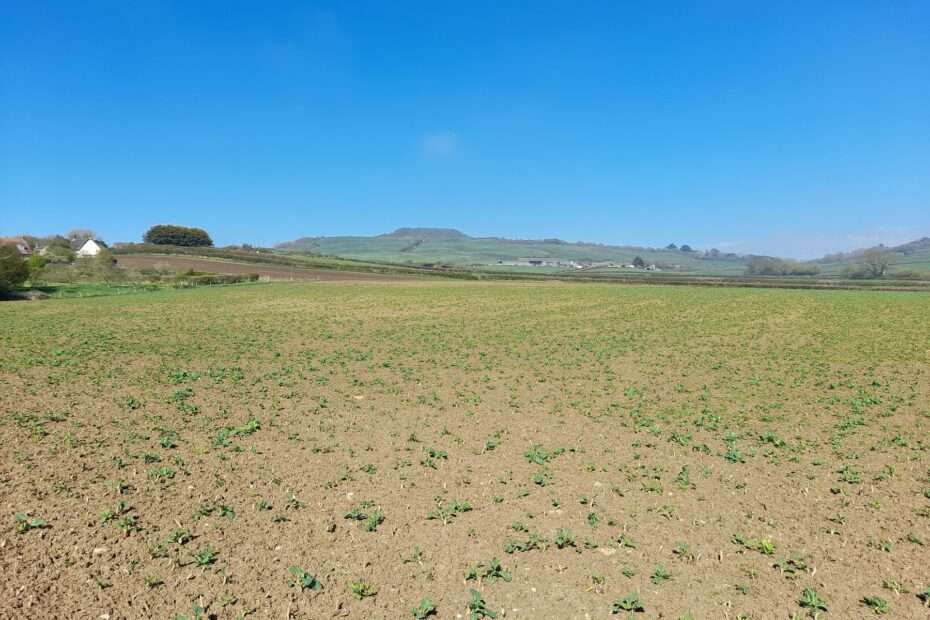 A field with small growing crops on a sunny spring day