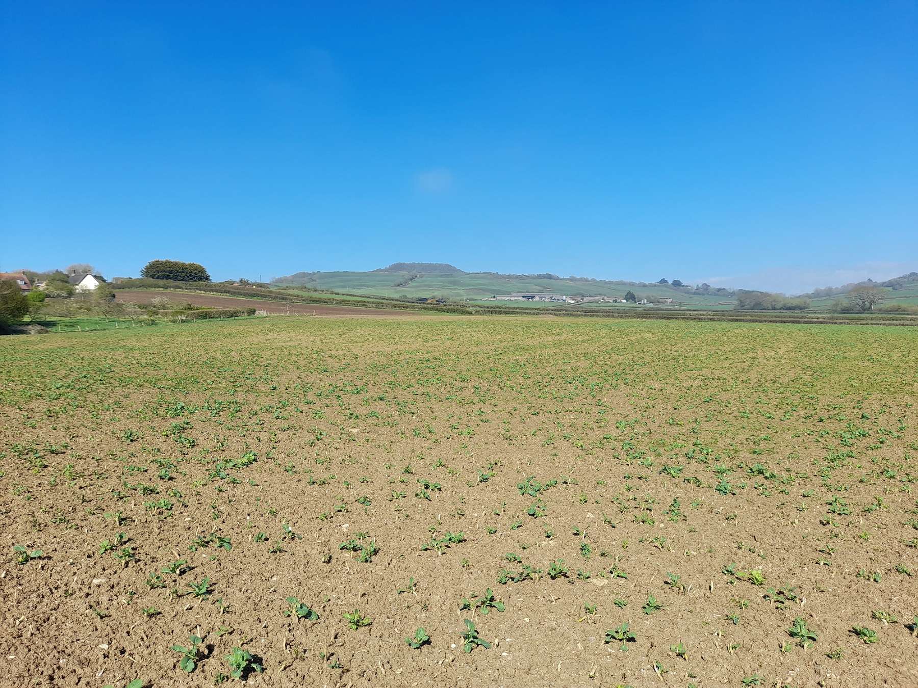 A field with small growing crops on a sunny spring day