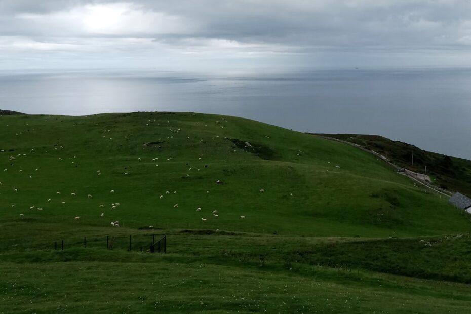A view over a large green hill covered in sheep with a grey sea in the background under a cloudy sky